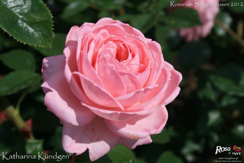'Katharina Kündgen' rose photo