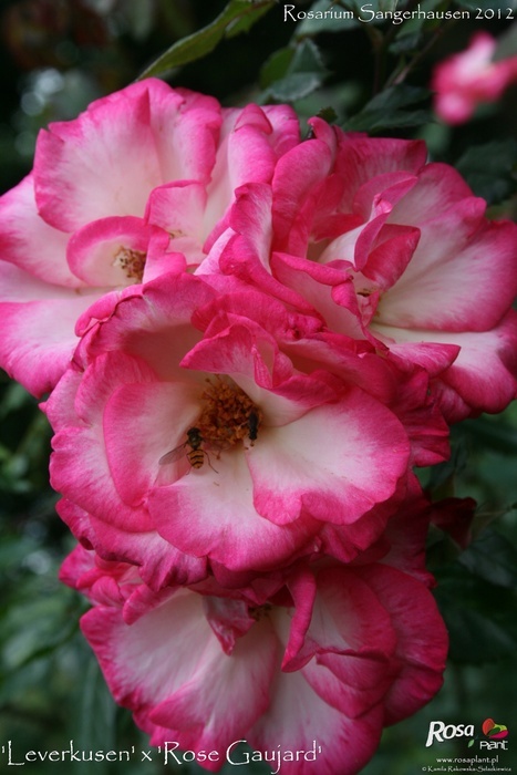 'Leverkusen X Rose Gaujard' rose photo
