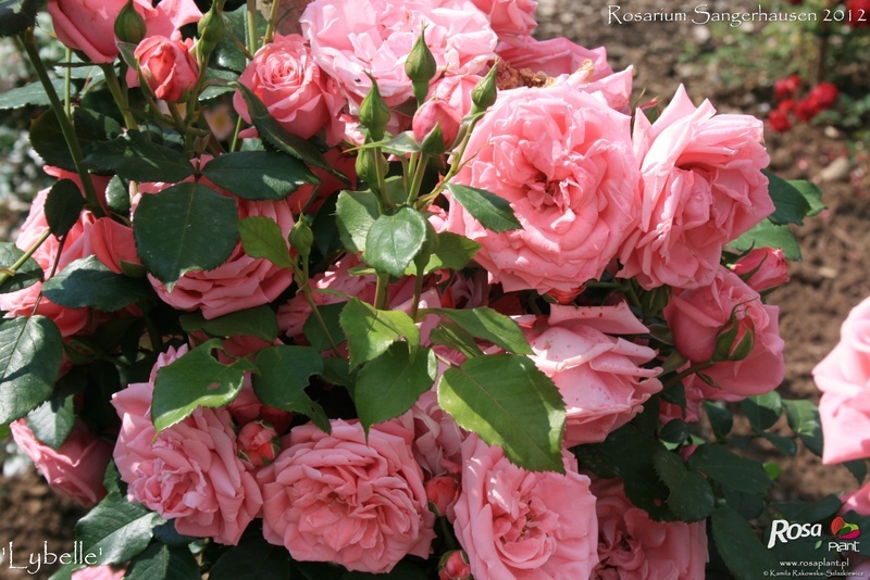 'Lybelle' rose photo