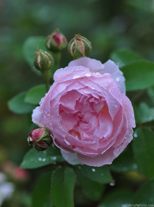 'The Wife of Bath' rose photo