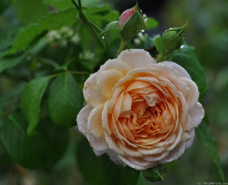 'Elizabeth Stuart ®' rose photo