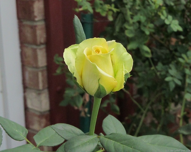 'St. Patrick ™ (hybrid tea, Strickland, 1986)' rose photo