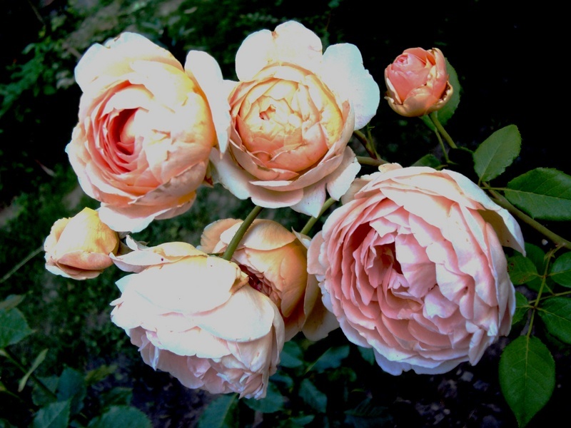 'Floralia'  photo