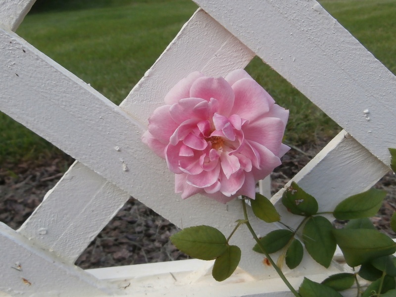 'Marchioness of Londonderry' rose photo