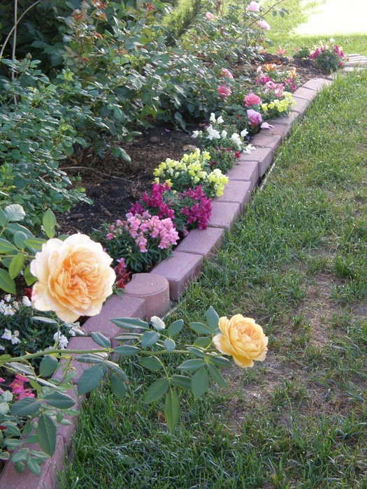 'Alkaline clay StrawChicago zone 5'  photo