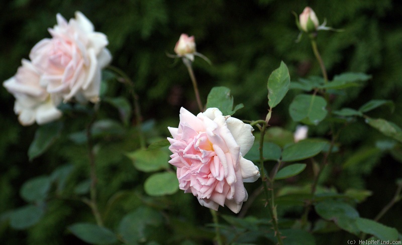 'Madame C. Chambard' rose photo