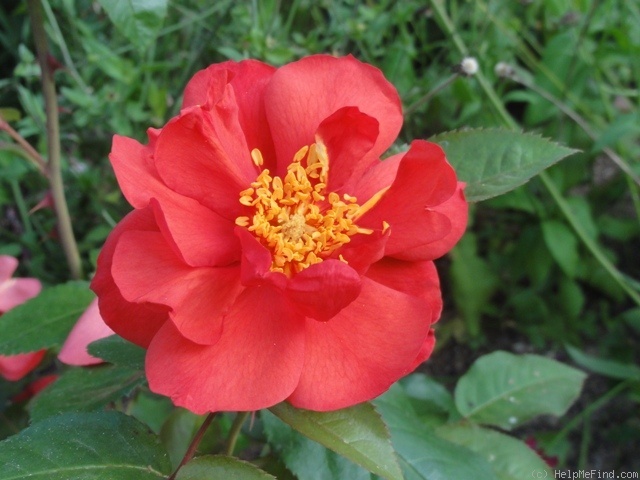 'So Pretty ® (shrub, Meilland, 2006)' rose photo