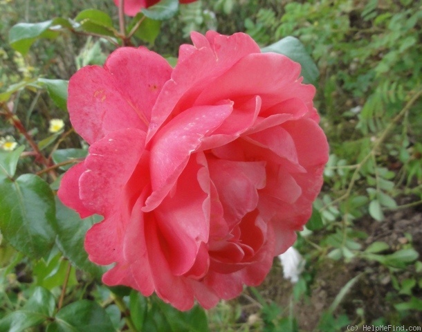 'Candy Love ®' rose photo