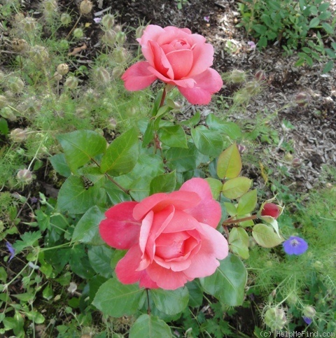 'Candy Love ®' rose photo