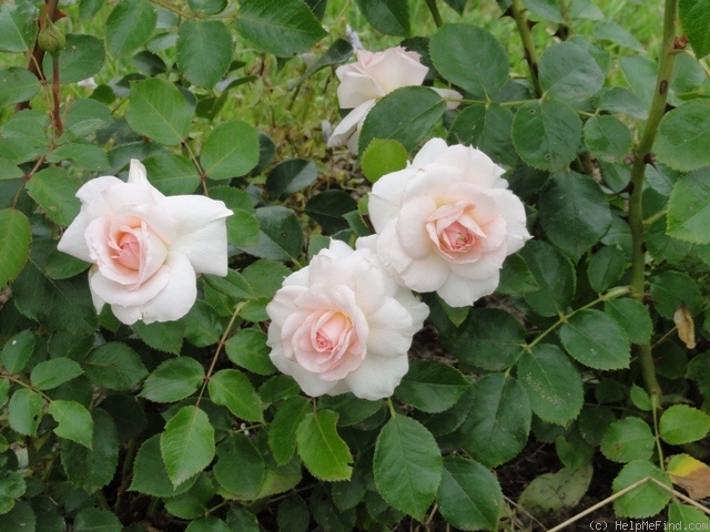 'Belami (floribunda, Kordes, 2000)' rose, click to enlarge 'Belami (floribunda, Kordes, 2000)' rose photo