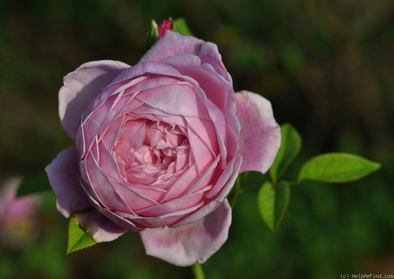 'Spirit Of Freedom' rose, click to enlarge 'Spirit Of Freedom' rose photo
