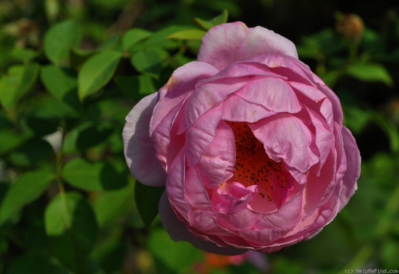 'Heather Austin' rose photo