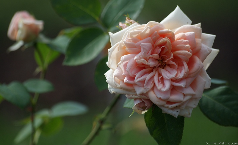'Gloaming' rose photo