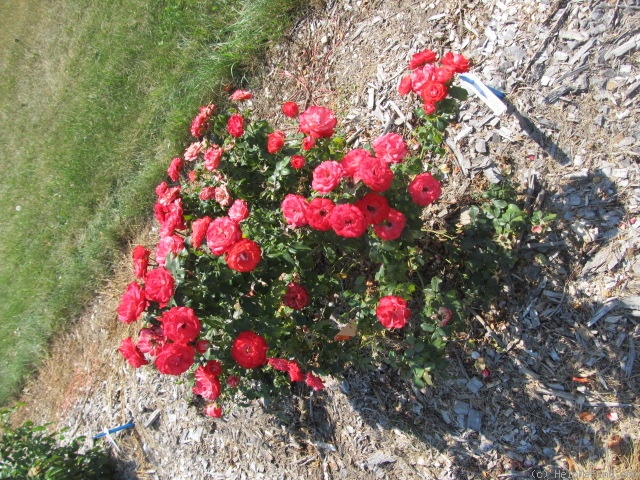 'Mandarine Ice' rose photo