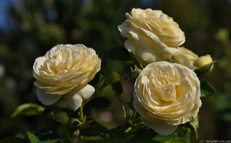 'Artemis ® (shrub, Evers/Tantau, 2004/09)' rose photo