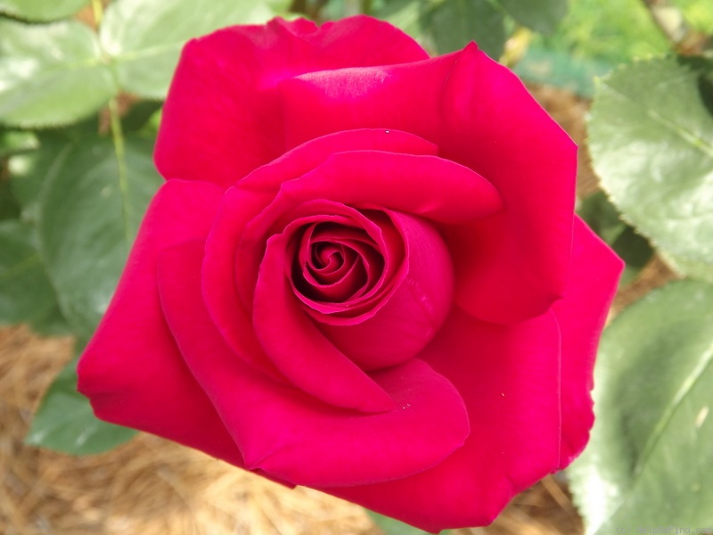 'Marilyn Wellan (hybrid tea, Edwards & Phelps 2005)' rose photo