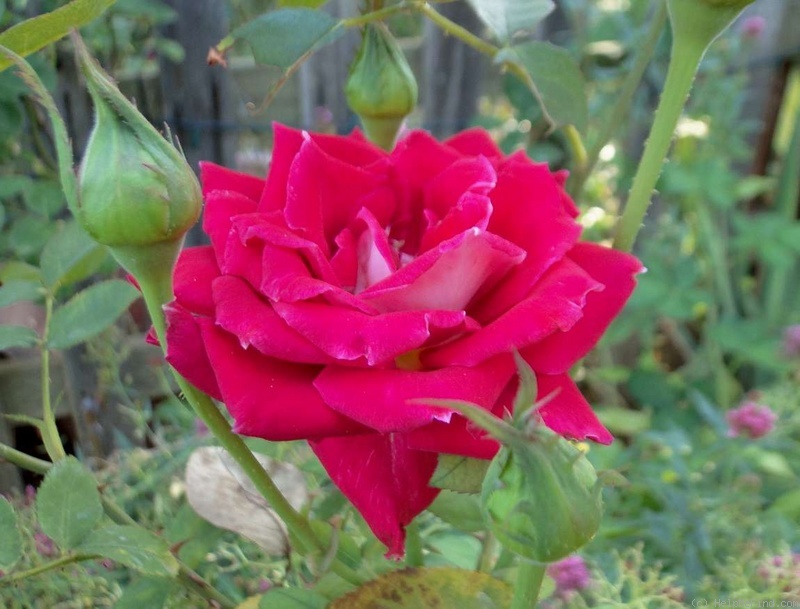 'Bajazzo (hybrid tea, Kordes, 1961)' rose photo
