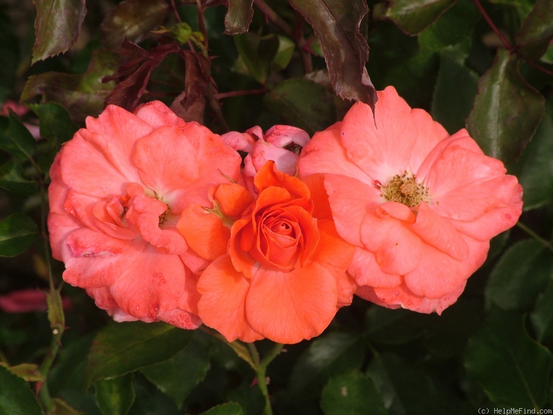 'Vivarose' rose photo