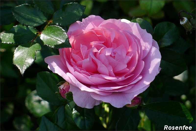 'Rosenfee ® (floribunda, Kordes 2006)' rose photo