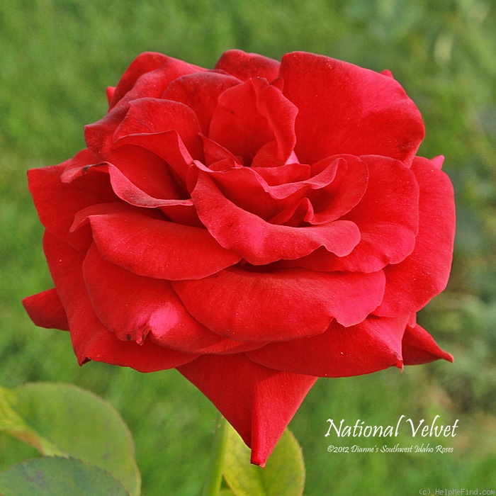 'National Velvet' rose photo