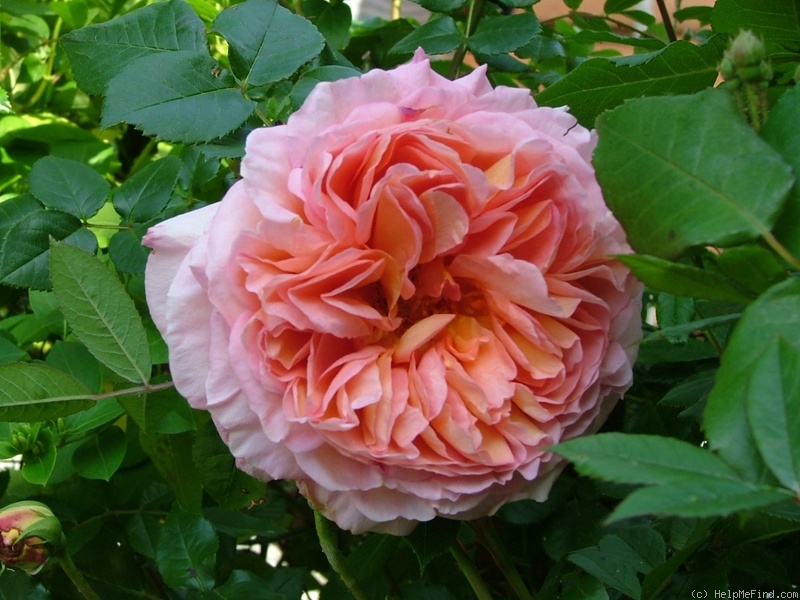 'Abraham Darby' rose, click to enlarge 'Abraham Darby' rose photo