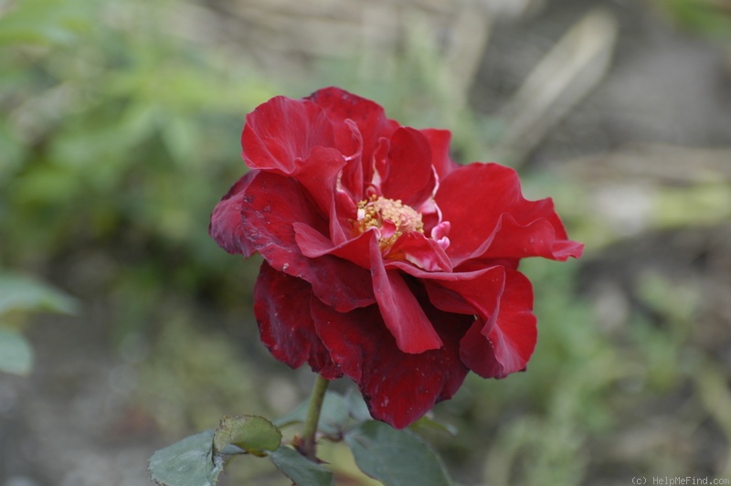 'Black Knight' rose photo