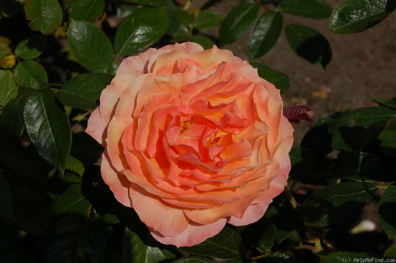 'Belvedere® (shrub, Evers/Tantau, 2001)' rose photo