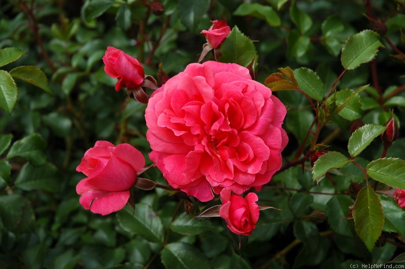 'Bad Birnbach®' rose photo