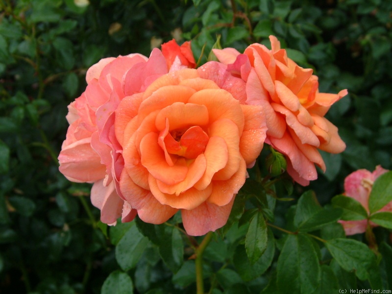 'Aprikola ®' rose photo