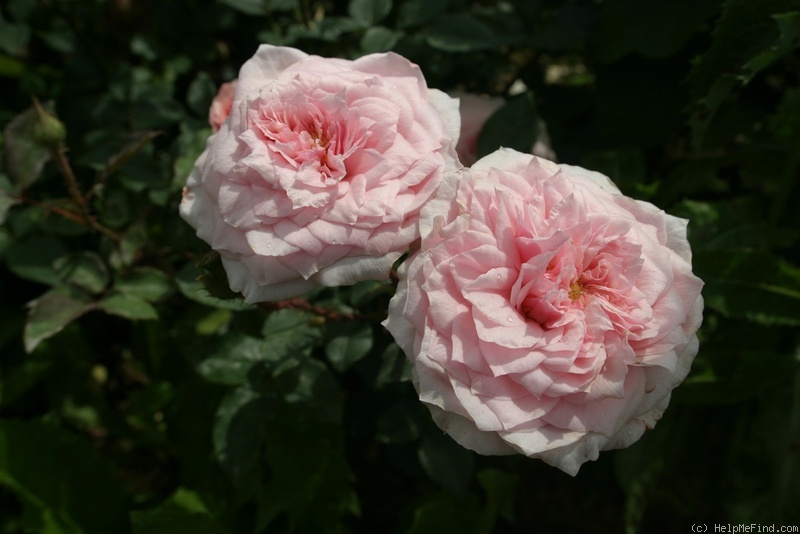 'Antique Rose (shrub, Scarman, 2007)' rose photo