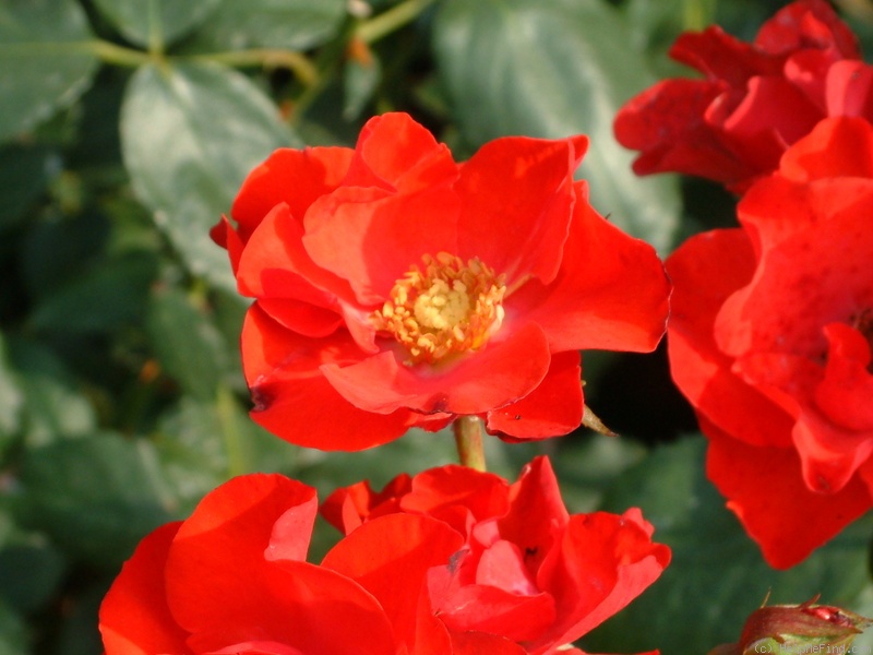 'Amsterdam ® (floribunda, Verschuren, 1972)' rose photo