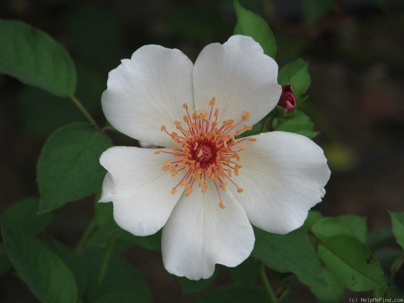 'Dogwood' rose photo