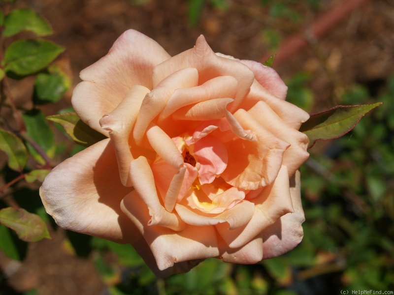 'Lady Roberts' rose photo