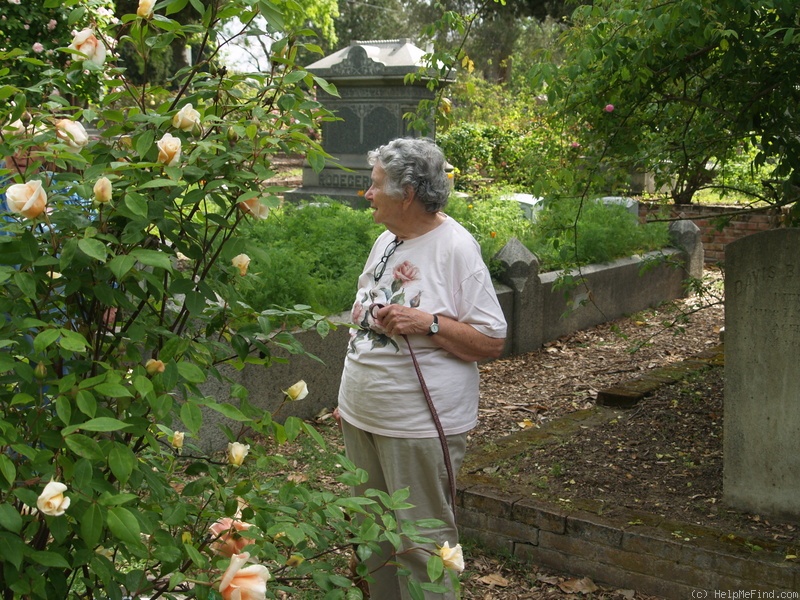 'Lady Roberts' rose photo