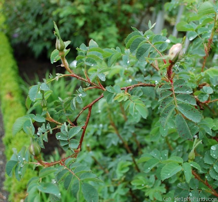 'Stanwell Perpetual (Spinosissima, Lee before 1821)' rose photo