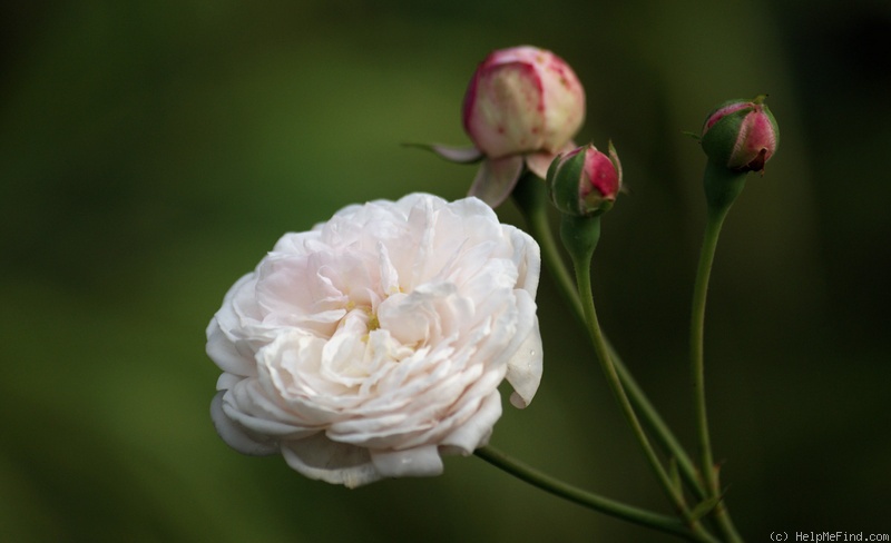 'Caroline Marniesse' rose photo