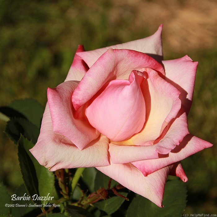 'Barbie Dazzler' rose photo