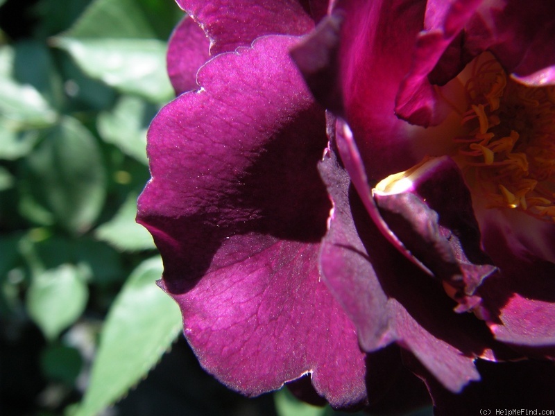 'Royal Celebration' rose photo