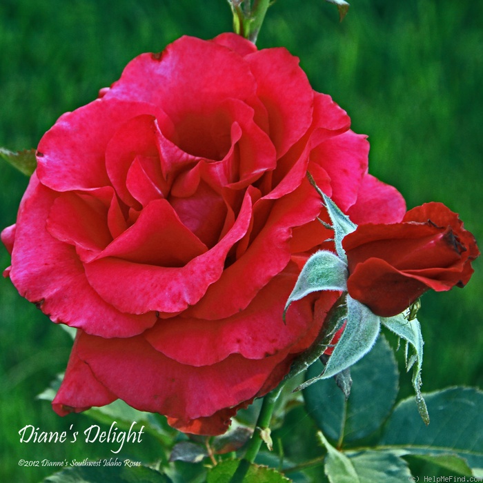 'Diane's Delight' rose photo
