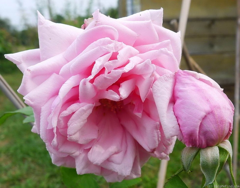 'Perle von Heidelberg' rose photo
