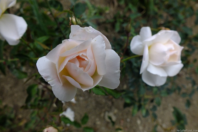 'Rival de Paestum' rose photo