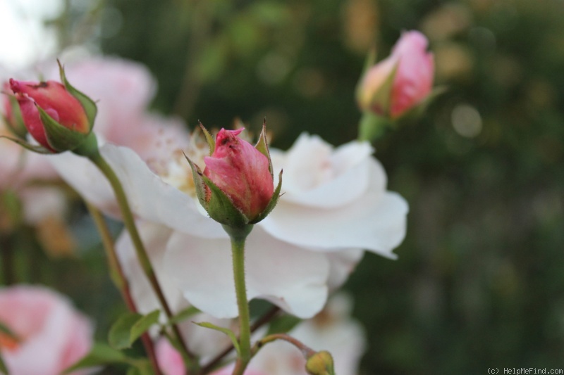 'Belle Story' rose photo