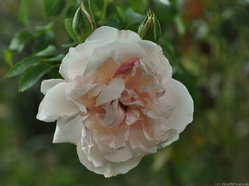'Eifelzauber ®' rose photo
