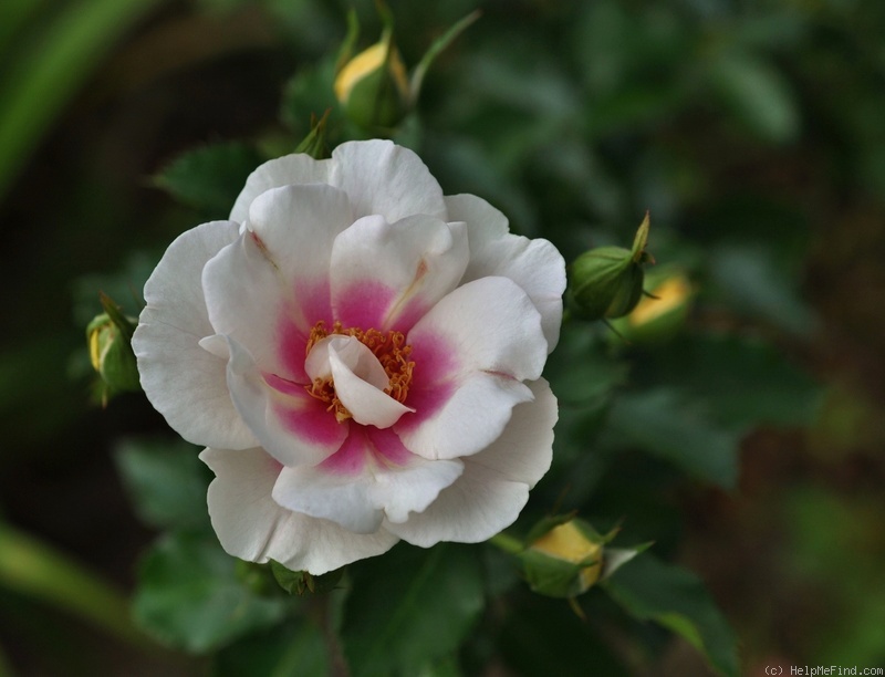 'Bull's Eye (shrub, James 2011)' rose photo