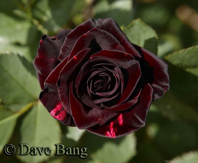 'Bacflash' rose photo