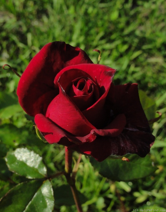 'Black Magic ® (hybrid tea, Evers/Tantau, 1995)' rose photo