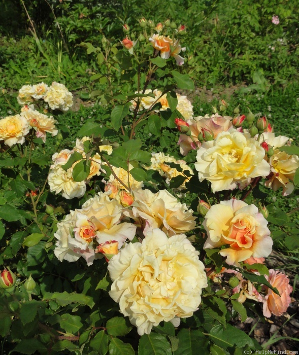 'Caramella ™ (shrub, Kordes before 2000)' rose photo