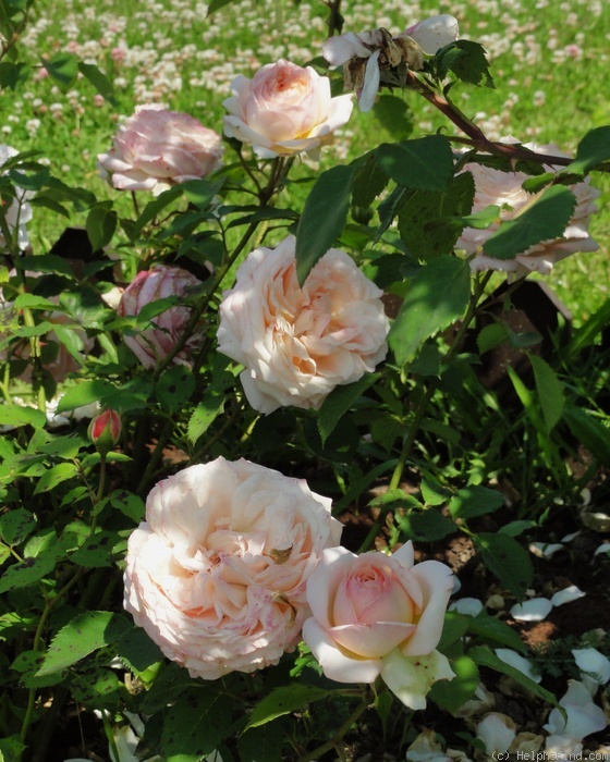 'Charles de Nervaux ®' rose photo
