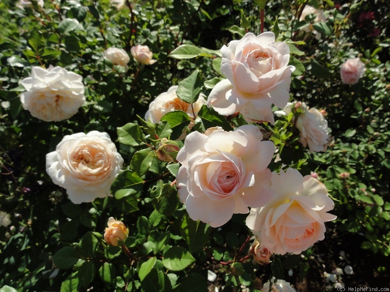 'Crocus Rose' rose photo