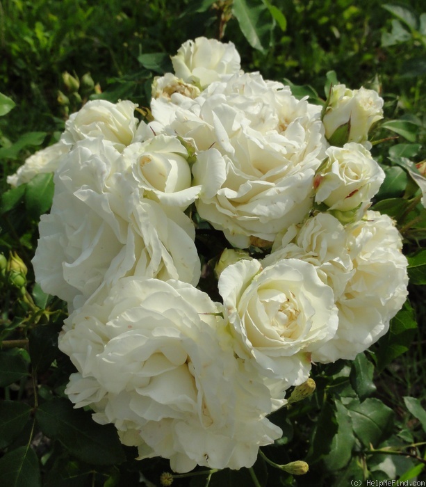 'Kosmos ® Fairy Tale (floribunda, Kordes, 2006)' rose, click to enlarge 'Kosmos ® Fairy Tale (floribunda, Kordes, 2006)' rose photo